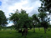 Parduodamas prižiūrėtas gyvenamasis namas - nuotraukos Nr. 7