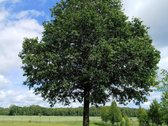 Parduodamas prižiūrėtas gyvenamasis namas - - nuotraukos Nr. 13