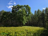 12 Ha Sklypas Su 200 Metrų Švento Ežero - nuotraukos Nr. 4