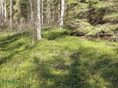 12 Ha Sklypas Su 200 Metrų Švento Ežero - nuotraukos Nr. 6