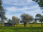 Senos liepos, klevai bei akiai mielas - nuotraukos Nr. 17