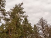 Išskirtinė Ramybė Šalia Miško – Jūsų Namams! - nuotraukos Nr. 10