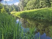 Išskirtinė sodyba prie Pyvesos upės – gamtos