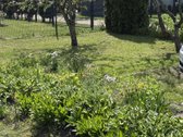 Parduodamas 6 a sodas Kurmaičiuose, Jazminas - nuotraukos Nr. 3