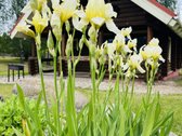 Parduodamas sėkmingai veikiantis kaimo - nuotraukos Nr. 23