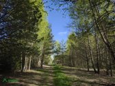 Parduodamas išpuoselėtas 4,43 ha bendro ploto