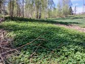 Parduodamas 10 a namų valdos sklypas Vilniaus - nuotraukos Nr. 11