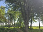 Sklypas yra gražioje vietoje prie Šešupės - nuotraukos Nr. 7