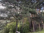 Parduodamas unikalus sklypas besiribojantis - nuotraukos Nr. 9