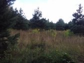 Parduodamas namų valdos žemės sklypas. - nuotraukos Nr. 2