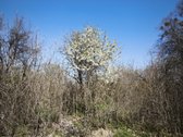 Parduodamas gyvenamasis namas/sodyba ramioje - nuotraukos Nr. 11