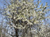 Parduodamas gyvenamasis namas/sodyba ramioje - nuotraukos Nr. 12