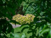 Parduodamas erdvus gyvenamasis namas labai - nuotraukos Nr. 10