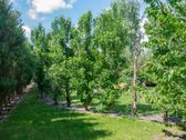 Parduodamas erdvus gyvenamasis namas labai - nuotraukos Nr. 5