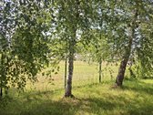 Parduodama sodyba Taujėnų miestelyje 16 km. - nuotraukos Nr. 30