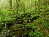 Parduodama Išskirtinė 6,9 Ha Gamtos Valda - nuotraukos Nr. 14
