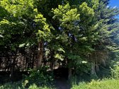 Parduodama sodyba Ežerėlyje, Kauno r., prie - nuotraukos Nr. 5