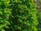 Autentiška Sodyba Jūsų Poilsiui Ar Kaimo - nuotraukos Nr. 27
