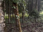 Du skirtingų paskirčių sklypai. Vienas 6 arų - nuotraukos Nr. 3