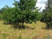 Parduodamas 20 Arų Namų Valdos Sklypas - nuotraukos Nr. 6