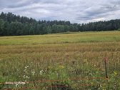Parduodami 2 žemės sklypai 0,1260 ha ir 0 - nuotraukos Nr. 12