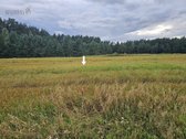 Parduodami 2 žemės sklypai 0,1260 ha ir 0 - nuotraukos Nr. 11