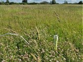 Parduodamas namų valdos žemės sklypas, Klevų - nuotraukos Nr. 2