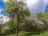Parduodamas 87,59 arų namų valdos sklypas su - nuotraukos Nr. 14