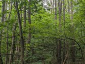 Parduodamas 0,8257 ha. Mūp sklypas Vilniaus r - nuotraukos Nr. 4