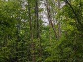 Parduodamas 0,8257 ha. Mūp sklypas Vilniaus r - nuotraukos Nr. 5