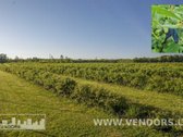 Parduodamas Veikiantis Sausmedžių Ūkis Su - nuotraukos Nr. 5