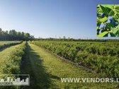 Parduodamas Veikiantis Sausmedžių Ūkis Su - nuotraukos Nr. 6