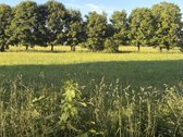 Parduodamas gyvenamasis namas su dideliu - nuotraukos Nr. 8