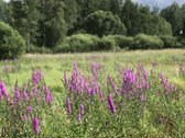 Madžiūnų km. Paluknio sen., Trakų raj. - nuotraukos Nr. 10