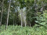 Parduodamas Namų Valdos Sklypas Su Ūkiniu - nuotraukos Nr. 9