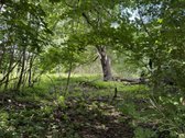 Parduodamas Namų Valdos Sklypas Su Ūkiniu - nuotraukos Nr. 13