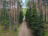 Vingiuotas pušyno keliukas veda į - nuotraukos Nr. 3