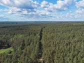 Vingiuotas pušyno keliukas veda į - nuotraukos Nr. 11