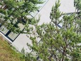 Šskirtinis A+ klasės namas Palangoje – erdvė, - nuotraukos Nr. 28