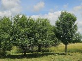 Parduodamas žemės ūkio paskirties sklypas 6 - nuotraukos Nr. 6