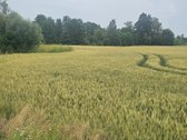 Parduodamas žemės ūkio paskirties sklypas 6 - nuotraukos Nr. 7