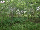 Parduodamas labai pigiai geroje vietoje 5,5 a - nuotraukos Nr. 17