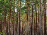 Jauki studija Rykštynėje, Karmėlavoje – - nuotraukos Nr. 6
