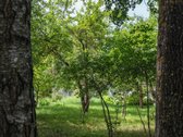 Parduodamas likvidus, investicinis sodo - nuotraukos Nr. 7