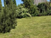 Parduodami du besiribojantis sodai is viso - nuotraukos Nr. 8