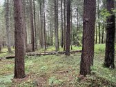 Parduodamas brandus pušynas/eglynas, amžius - nuotraukos Nr. 2