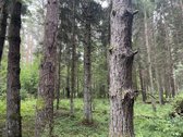 Parduodamas brandus pušynas/eglynas, amžius - nuotraukos Nr. 3