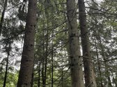 Parduodamas brandus pušynas/eglynas, amžius - nuotraukos Nr. 4