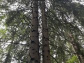 Parduodamas brandus pušynas/eglynas, amžius - nuotraukos Nr. 5