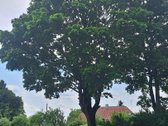 Parduodama Sodyba Gamtos Apsuptyje – - nuotraukos Nr. 15